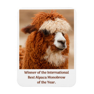 Imán Mejor ceja única de alpaca