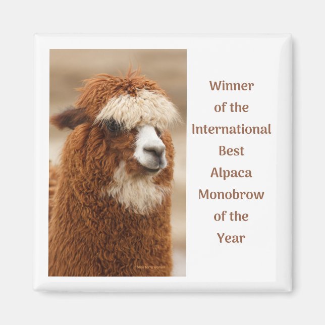 Imán Mejor ceja única de alpaca (Frente)