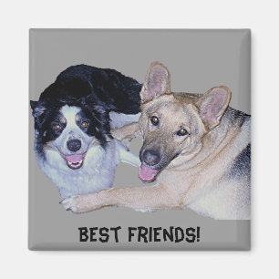 Imán Mejor Compañero de Amigos Collie y Pastor Alemán