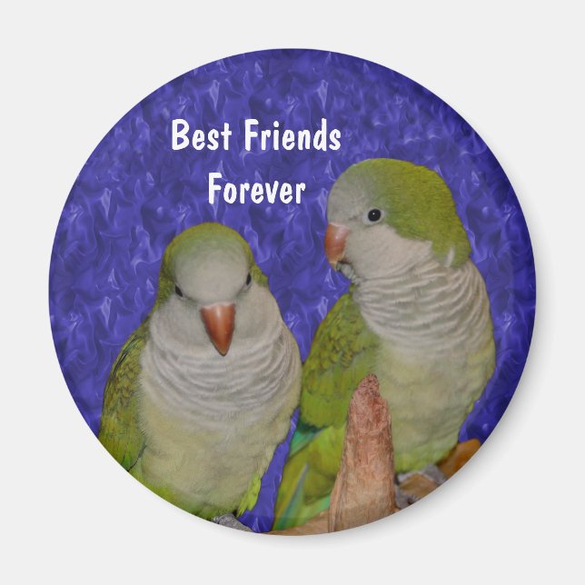 Imán Mejores Amigos Quaker Parrots Cute Magnet (Frente)