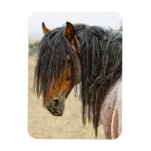 Imán Melena del caballo