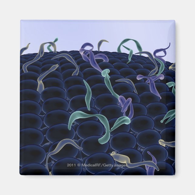 Imán Membrana celular aumentada (Frente)