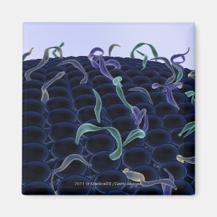 Imán Membrana celular magnificada