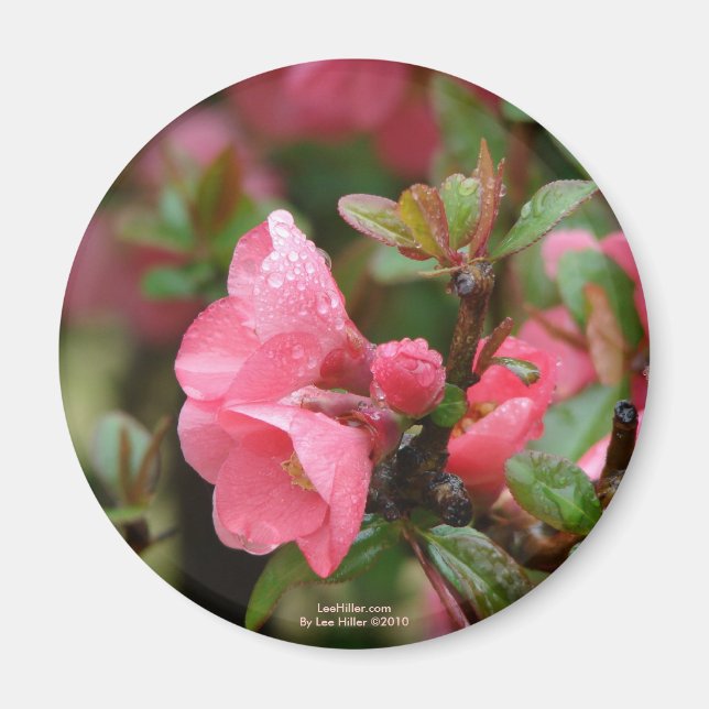 Imán Membrillo de floración rosa en primavera (Frente)