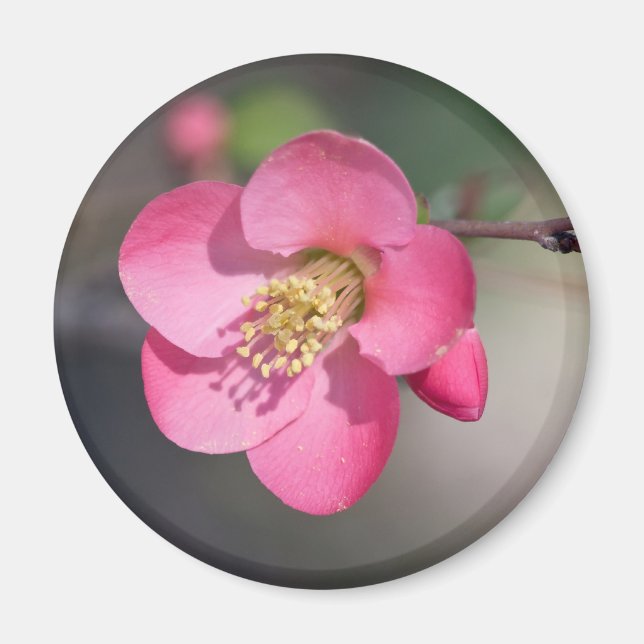 Imán Membrillo Florecido Rosa Perfecto (Frente)