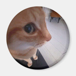 Imán meme de gato con mirada de reojo