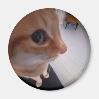 Imán meme de gato con mirada de reojo