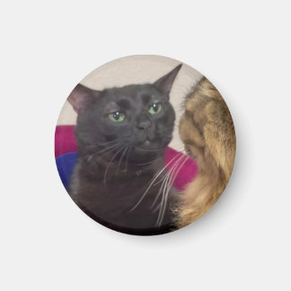 Imán Meme de gato desconectado