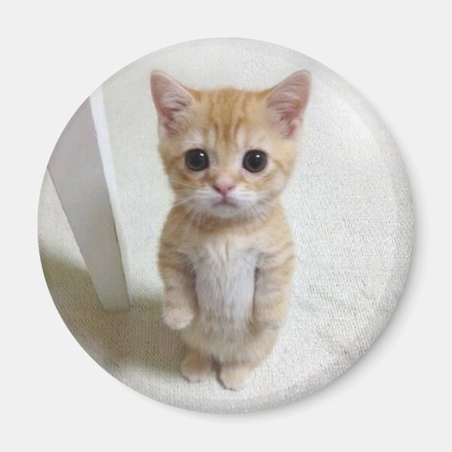 Imán Meme de Gato Magnet El Gato (Frente)