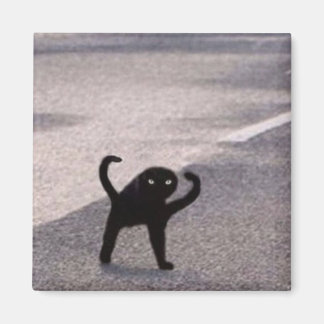 Imán Meme de gato maldito