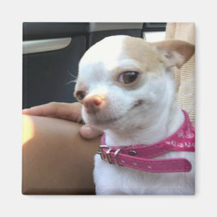 Imán Meme de Magnet Bonito Chihuahua Dog