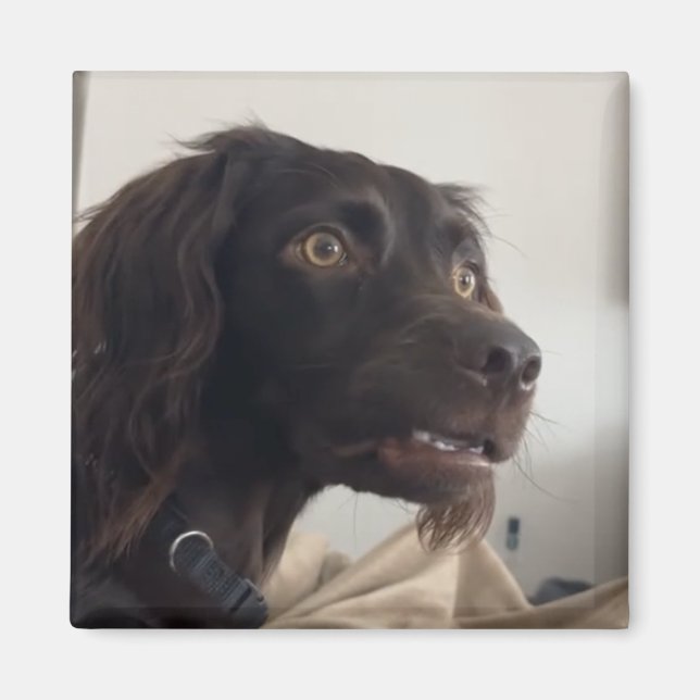 Imán Meme de Magnet confundido de perro (Frente)