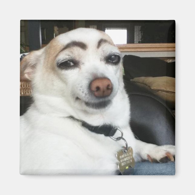 Imán Meme de Magnet Eyebrow Dog (Frente)