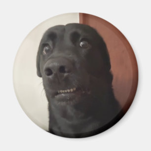 Imán Meme de Magnet Scared Dog