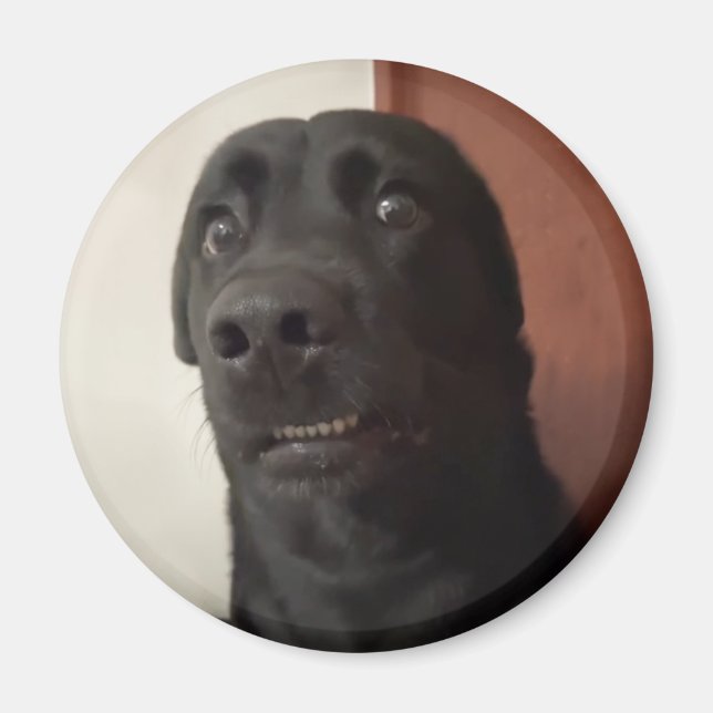 Imán Meme de Magnet Scared Dog (Frente)