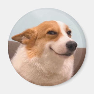 Imán Meme de Magnet Smiling Corgi