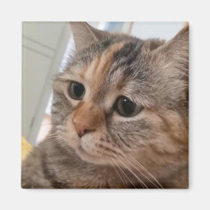 Imán Meme de Magnet Talking Cats