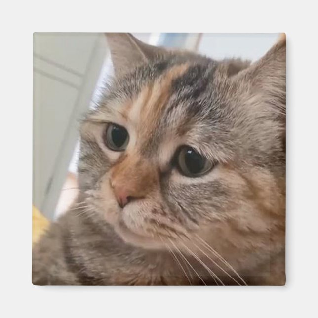 Imán Meme de Magnet Talking Cats (Frente)