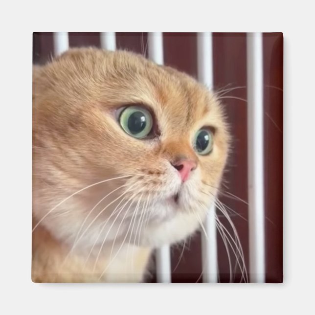 Imán Meme de Magnet Talking Cats (Frente)