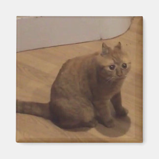 Imán Meme del gato cringe oh no