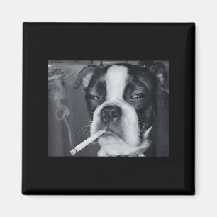 Imán Meme Divertido de Perro Fumando Cigarrillo Meme Pe