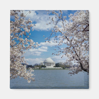 Imán Memorial de Thomas Jefferson con flores de cerezo