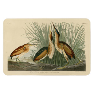 Imán Menos amargo de los pájaros de América de Audubon