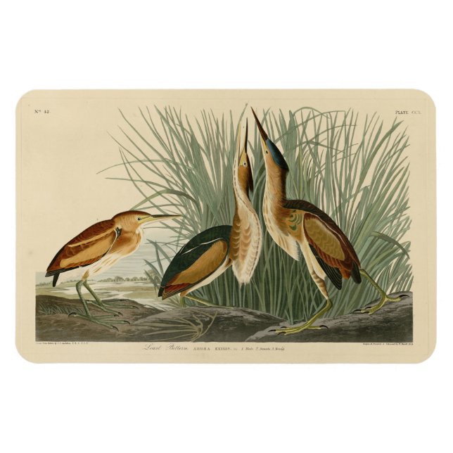 Imán Menos amargo de los pájaros de América de Audubon (Horizontal)