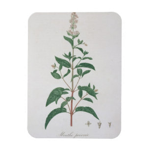 Imán Mentha Piperita de "Phytographie Medicale" por Jo