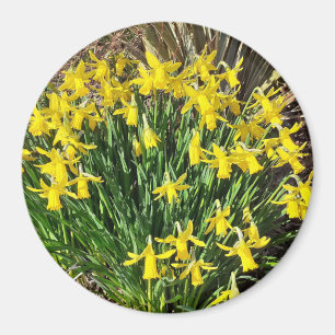 Imán Mentón de Daffodils amarillo primavera