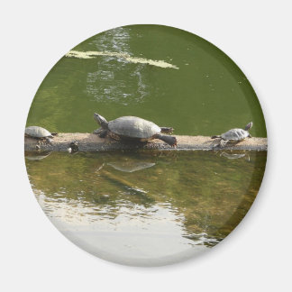 Imán mercadería reptil