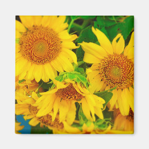 Imán Mercado de la ciudad de Sunflowers Mercado de Agri