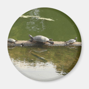 Imán mercancía del reptil