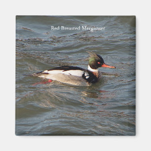 Imán Merganser de la Raza Roja