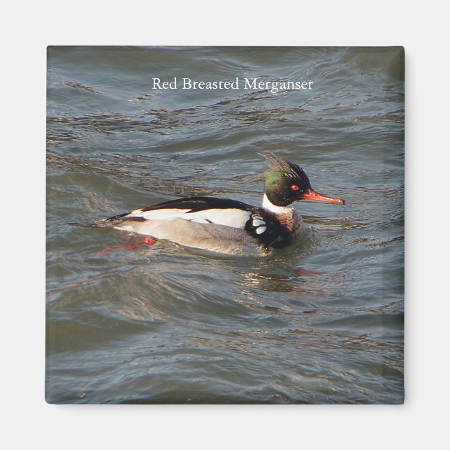 Imán Merganser de la Raza Roja (Frente)