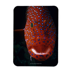 Imán Mero de la joya, miniata de Cephalopholis