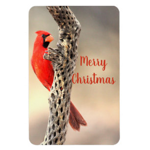 Imán Merry Christmas Northern Cardinal