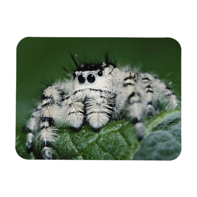 Imán Metaphid Jumping Spider (Horizontal)