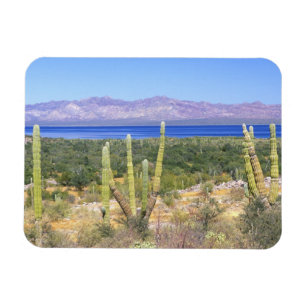 Imán México, Baja California Sur, Cardon Cactus en