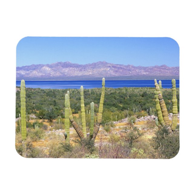 Imán México, Baja California Sur, Cardon Cactus en (Horizontal)