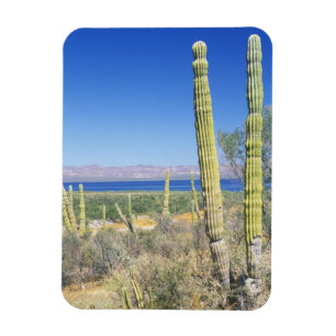 Imán México, Baja California Sur, Mulege, Bahia