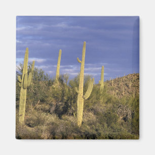 Imán México, Baja del Norte, Catavina Desierto Nacional