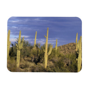 Imán México, Baja del Norte, Desierto Nacional Catavina