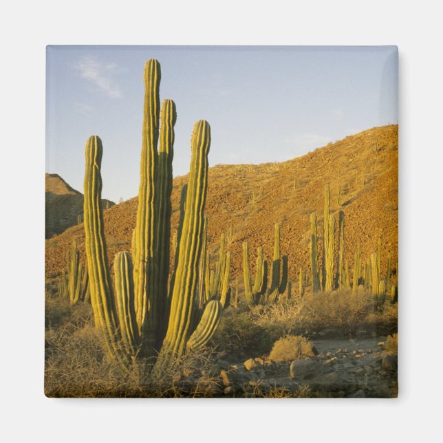 Imán México, Baja, Isla Santa Catalina, Mar de (Frente)