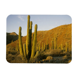 Imán México, Baja, Isla Santa Catalina, Mar de