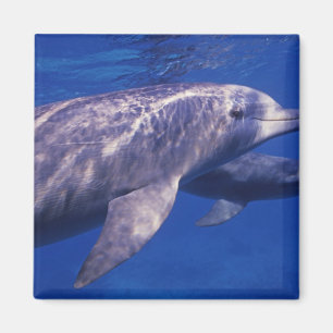 Imán México, Cozumel. Delfín embotellado, Tursiops 2