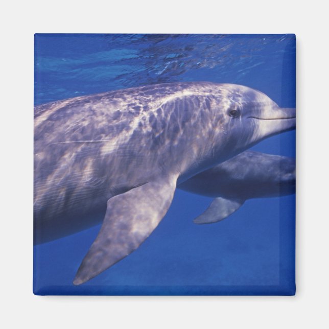 Imán México, Cozumel. Delfín embotellado, Tursiops 2 (Frente)