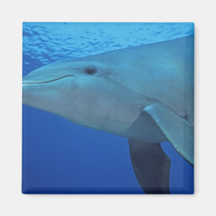 Imán México, Cozumel. Delfín embotellado, Tursiops 4