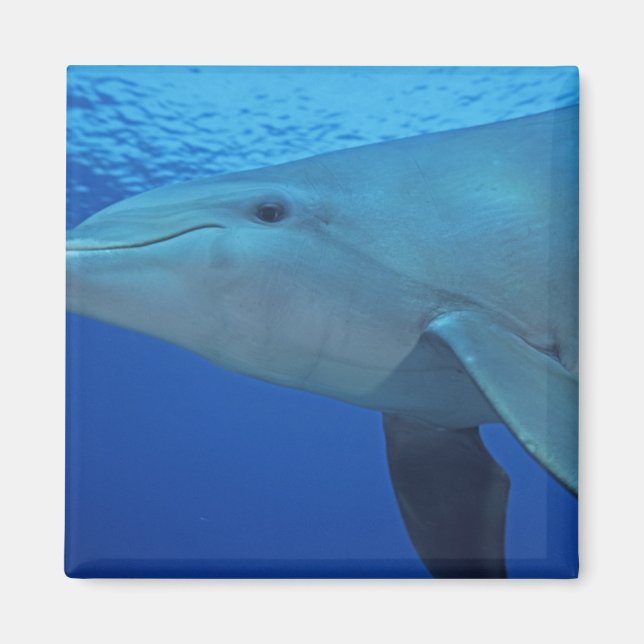 Imán México, Cozumel. Delfín embotellado, Tursiops 4 (Frente)