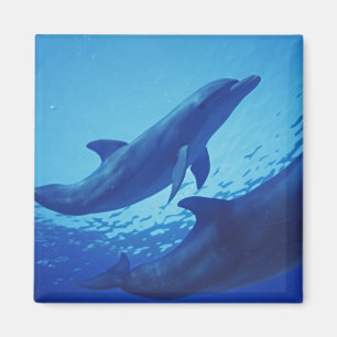 Imán México, Cozumel. Delfín mular, Tursiops